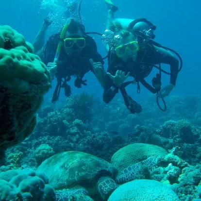 一月学期旅行学生与海龟在水下