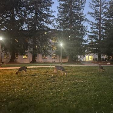 SMC Campus Deer